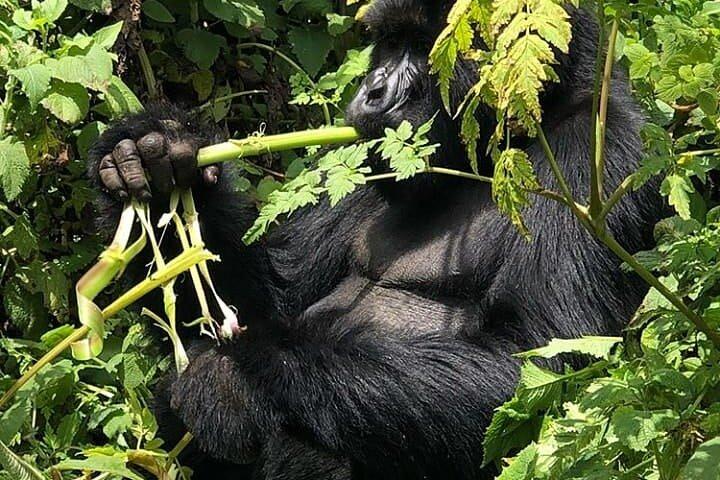 4-daagse Gorilla Trekking Experience en Tour in Rwanda