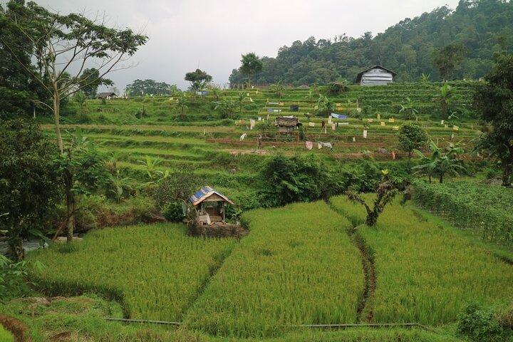 La campagne curative de Bandung