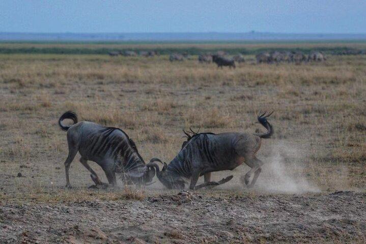 3-daagse Amboseli National Reserve Safari uit Nairobi