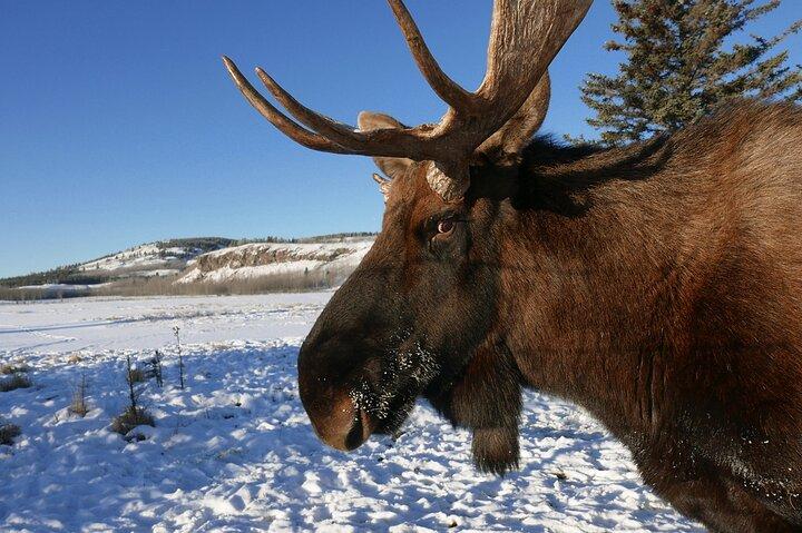 Giornata artica: tour di mezza giornata della fauna selvatica dello Yukon