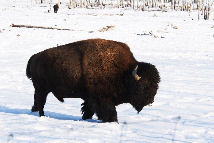 Giornata artica: tour di mezza giornata della fauna selvatica dello Yukon