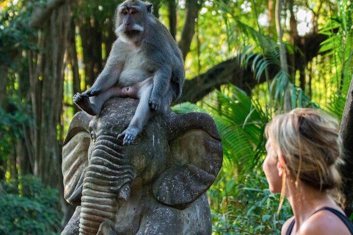 Ubud: Vattenfall, risterrasser och privat rundtur i Monkey Forest
