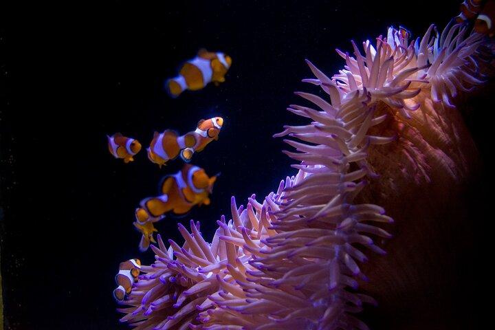Billet d'entrée à l'aquarium SEA LIFE Sunshine Coast