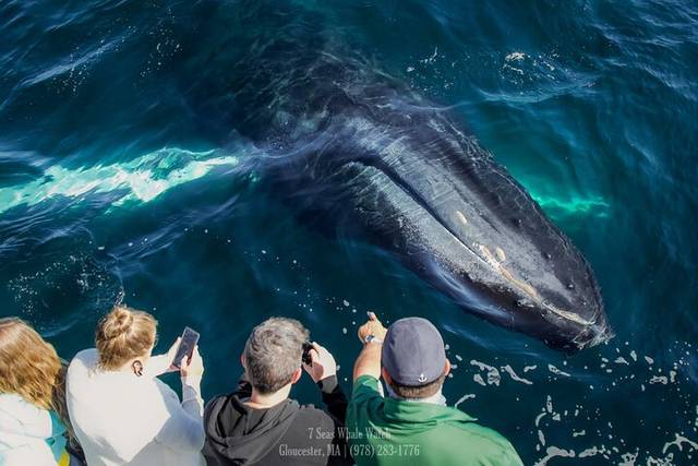 Mirissa Whales