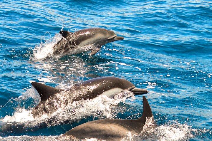 Dolphin Watching Lagos Algarve – RIB Boat Tour