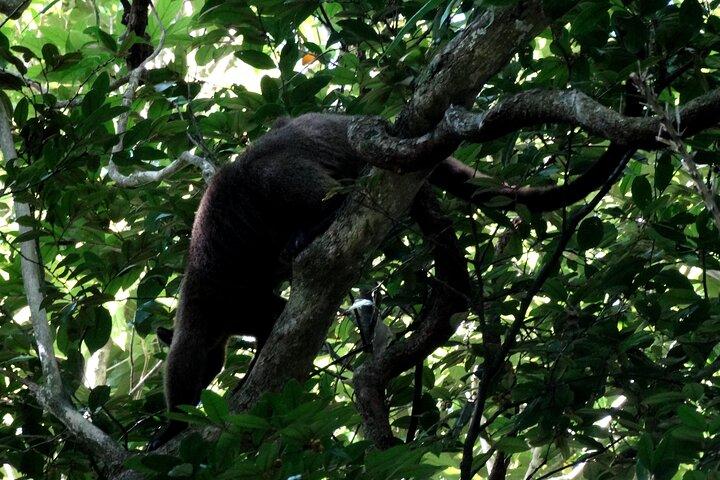Passeggiata notturna guidata a Cape Tribulation