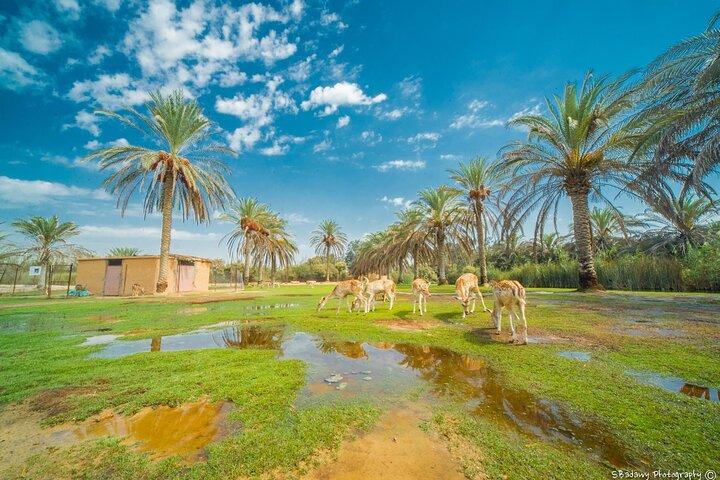 CAIROのプライベートAFRICANO PARK ALEXANDRIA SAFARI