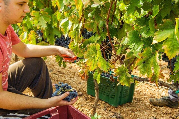 Private Tour: Exklusive Weinprobe & Krka Wasserfälle von Split und Trogir