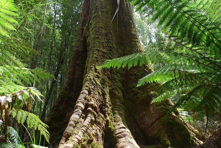 Hobart : Mt. Field, Mt Wellington & Wildlife - Excursion d'une journée active