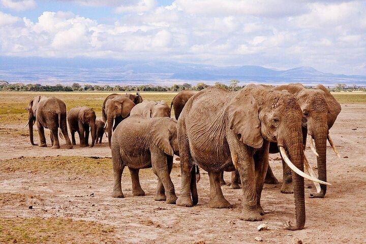Alloggio di 4 giorni a Etosha e Swakopmund
