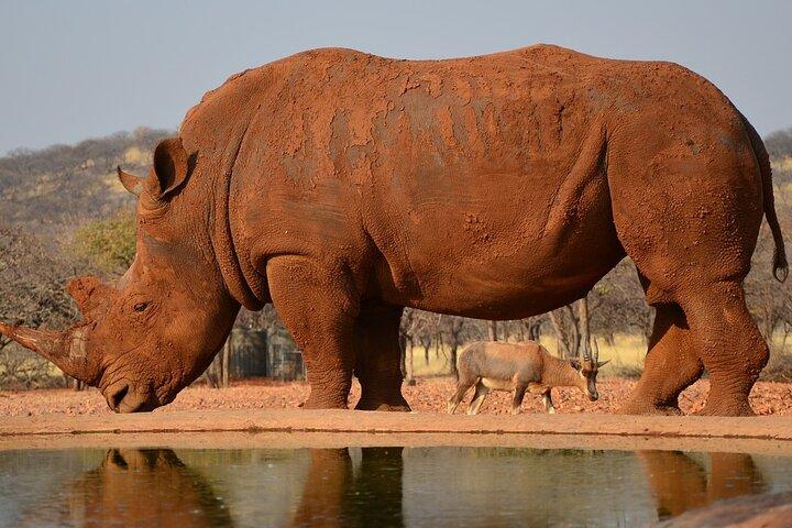 Alloggio di 4 giorni a Etosha e Swakopmund