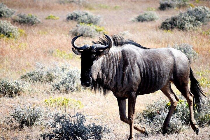Alloggio di 4 giorni a Etosha e Swakopmund
