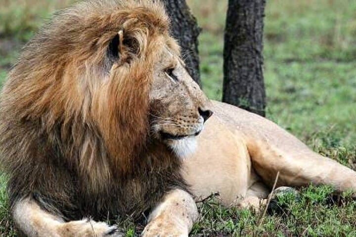 4 Day Masai Mara - Naivasha Safari