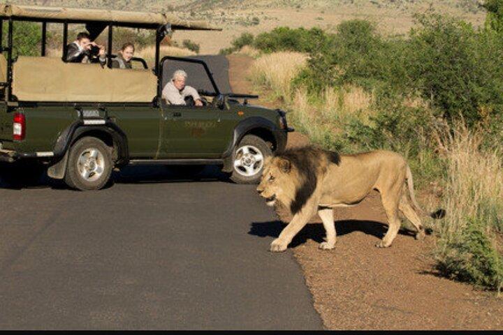 Heldagssafaritur i Pilanesberg Nationalpark, åben Jeep-oplevelse