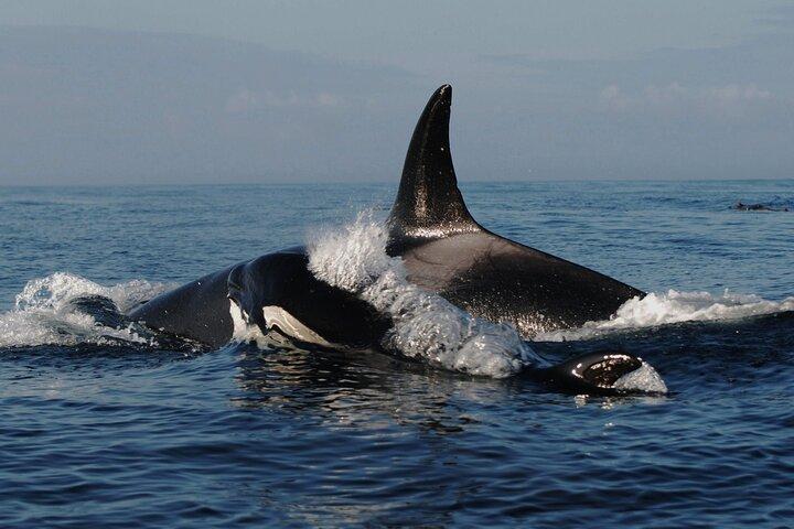Vancouver Whale Watching Adventure med bytur