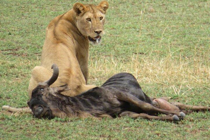 5 dagar Masai Mara Gnu migrationssafari