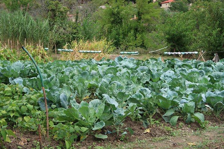 持続可能な料理教室、山の村を探索