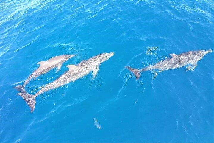 4-timers Fort Lauderdale sejlercharter