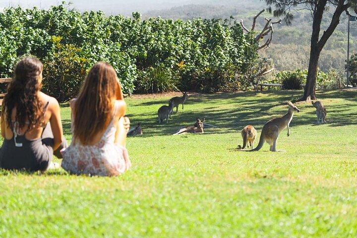 Dagstur till North Stradbroke Island från Brisbane – liten grupp