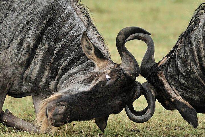 Excursión privada de 6 días a Great Migration Ndutu Serengeti Safari