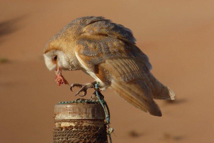 小グループツアー:Falcon 2-Dubai Falconry Safari