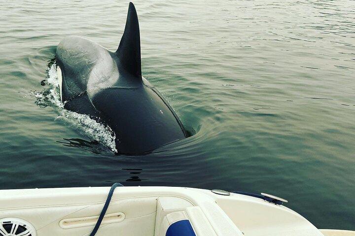 2 uur durende gecharterde boottocht vanuit Deep Cove North Vancouver