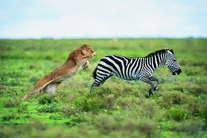 4 dias Camping Safari Arusha - Tarangire, Serengeti e Ngorongoro
