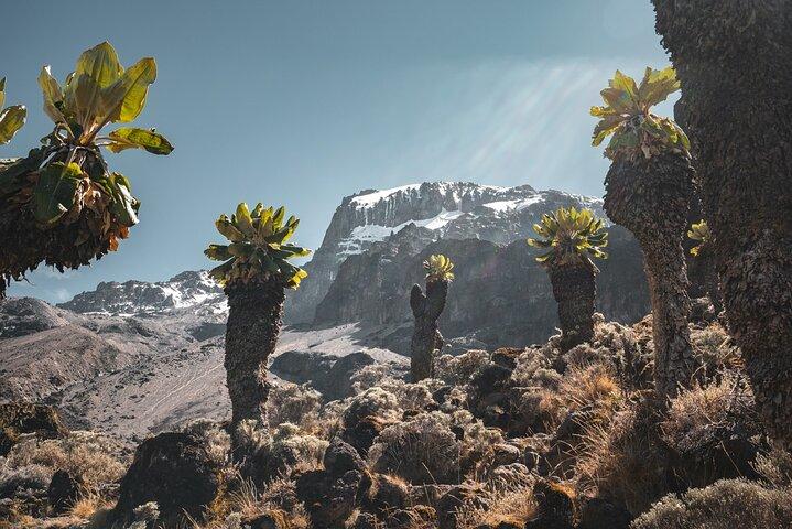 Kilimanjaro klättring, Lemosho Route (6-dagars)