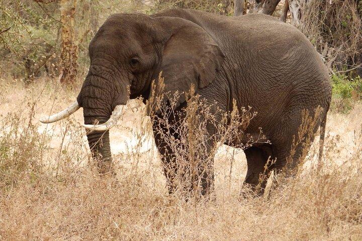 セレンゲティ国立公園への3日間のサファリ