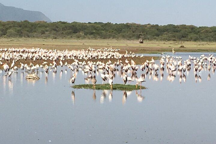 Safari de 4 dias de Arusha: Tarangire, Serengeti e Ngorongoro