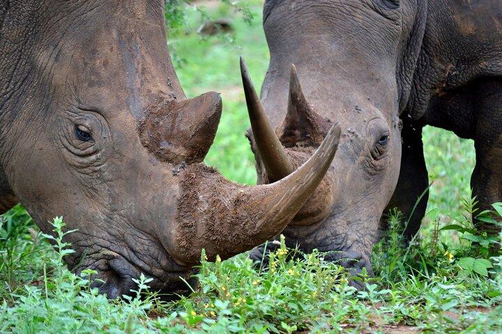 4-daagse Hluhluwe Imfolozi en St Lucia Safari uit Durban