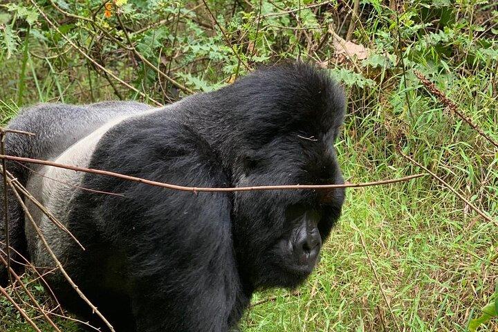 3 Tage Gorilla Trekking Luxus Safari in Uganda