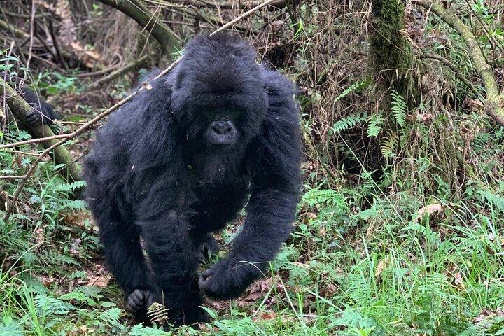 3 Tage Gorilla Trekking Luxus Safari in Uganda
