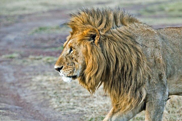3 dia Amboseli Safari