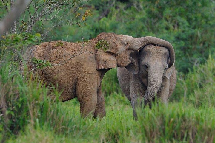クイブリ国立公園での象と動物ウォッチング - 午後のツアーに参加