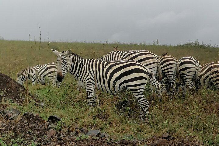Lake Nakuru National Park Day Tour