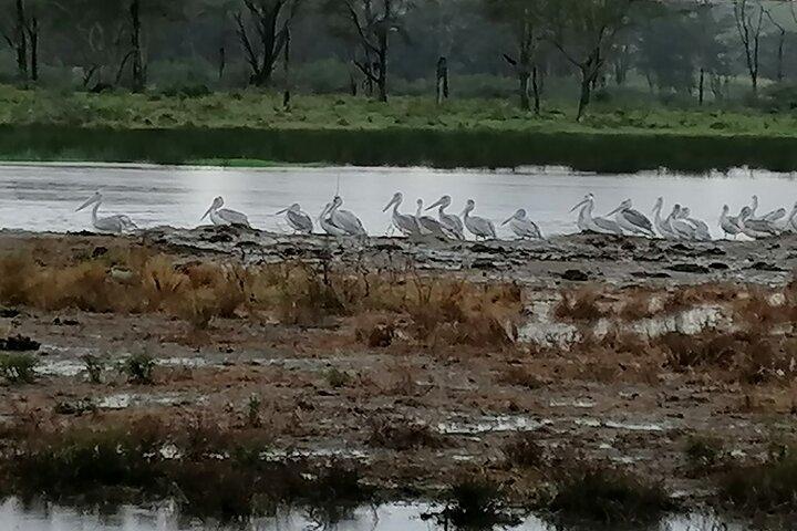 Lake Nakuru National Park Day Tour