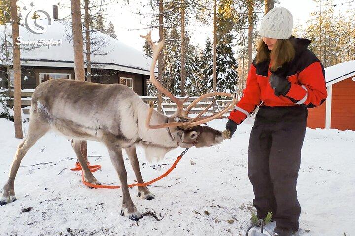 Rensafari i den arktiska vildmarken