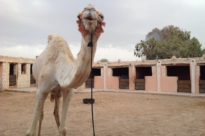 3 hours Camel Ride in Essaouira with Dinner and Overnight in Berber Camp