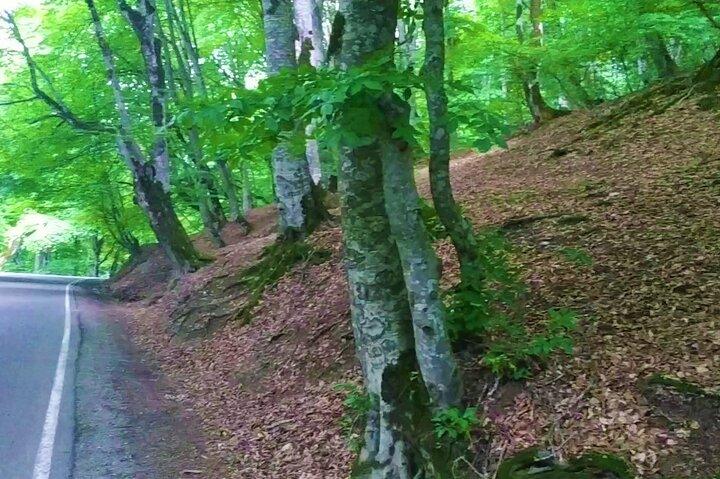 Caminhada ao Parque Nacional Lagodekhi saindo de Tbilisi