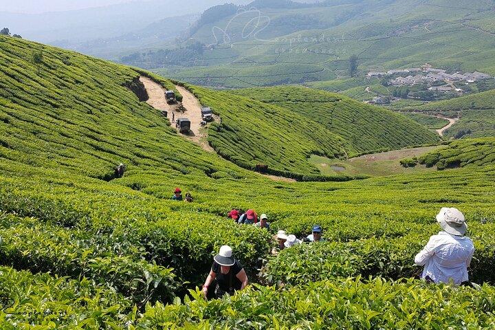 Excursión privada de un día a Munnar desde Kochi (Cochin)
