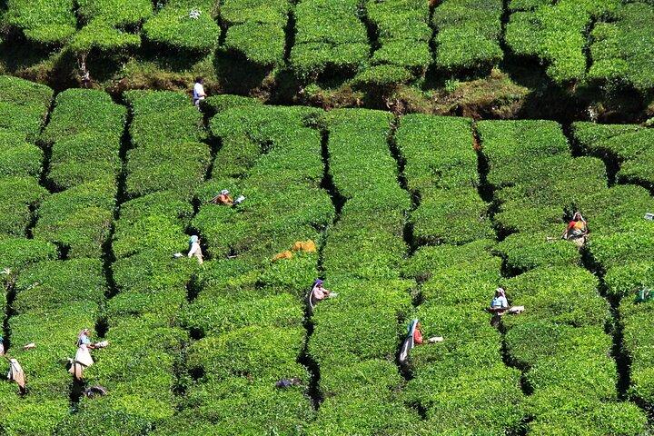 Excursión privada de un día a Munnar desde Kochi (Cochin)