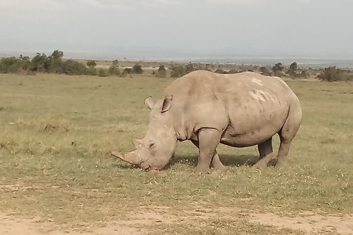 4 Days Safaris to Samburu N/R, Ol Pejeta Conservancy.