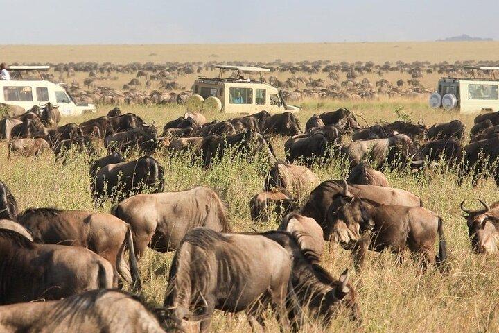 2 - Dagsafari til Tangire og Ngorongoro krater