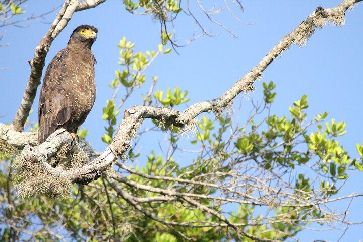 All Inclusive Private Ganztagssafari im Yala National Park mit Mittagessen