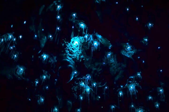Blue Mountains Hiking Glow worms Cave Wildlife Spotlighting Night Adventure