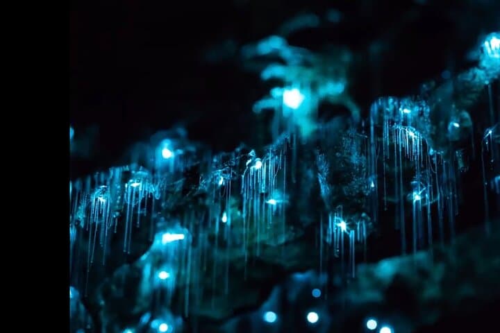 Blue Mountains Hiking Glow worms Cave Wildlife Spotlighting Night Adventure