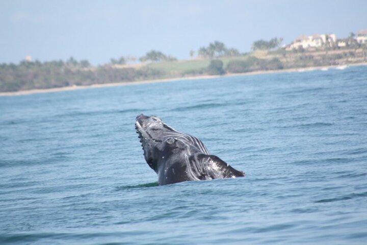 Whale Watching och Snorkling i Marietas Islands National Park