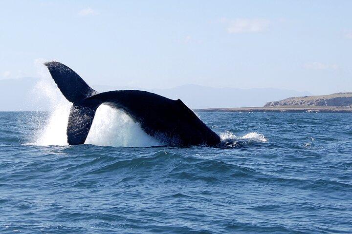 Whale Watching och Snorkling i Marietas Islands National Park