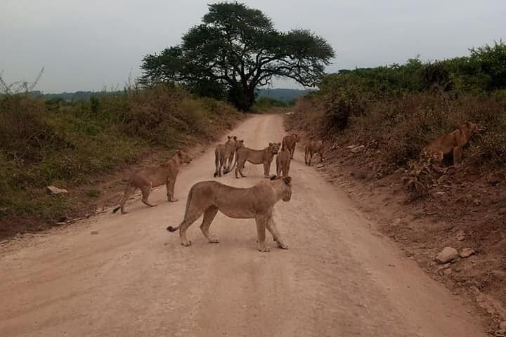 Nairobi Airport Layover: Tour Nairobi National Park